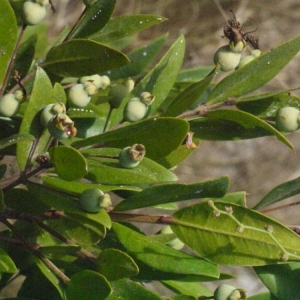 Photographie n°185805 du taxon Myrtus communis var. leucocarpa DC. [1828]