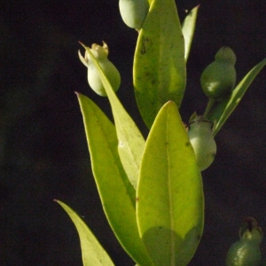 Photographie n°185807 du taxon Myrtus communis var. leucocarpa DC. [1828]
