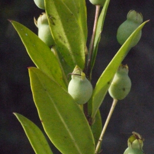 Photographie n°185808 du taxon Myrtus communis var. leucocarpa DC. [1828]
