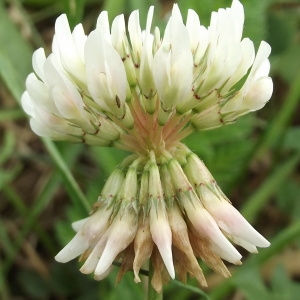 Trifolium repens L. (Trèfle blanc)