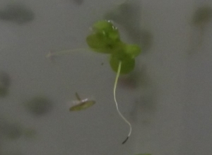 Jean-Claude Echardour, le  9 septembre 2013 (Saffré)