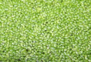 Jean-Claude Echardour, le  9 septembre 2013 (Saffré)