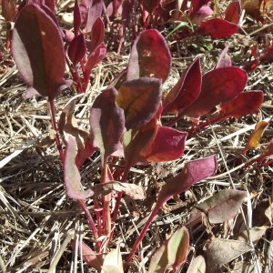 Photographie n°185826 du taxon Rumex acetosella L. [1753]