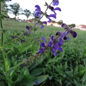 Salvia nemorosa L. (Sauge des forêts)