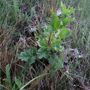 Senecio sp.