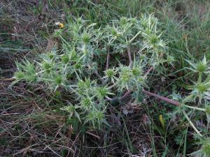 Margaux HUSSON, le  6 septembre 2013 (Saint-Romain-de-Jalionas)