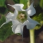  Liliane Roubaudi - Datura stramonium L.