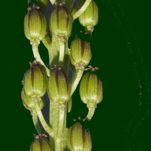 Photographie n°185875 du taxon Triglochin bulbosa subsp. barrelieri (Loisel.) Rouy [1912]