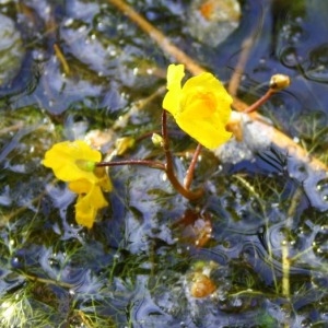 Photographie n°185883 du taxon Utricularia australis R.Br. [1810]