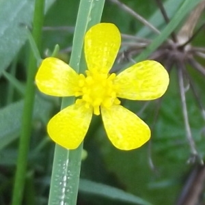 Photographie n°185890 du taxon Ranunculus flammula L. [1753]