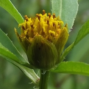 Bidens tripartita subsp. hirta (Jord.) Bonnier & Layens (Bident à feuilles tripartites)