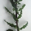  Liliane Roubaudi - Chenopodium ambrosioides L. [1753]