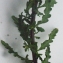  Liliane Roubaudi - Chenopodium ambrosioides L. [1753]
