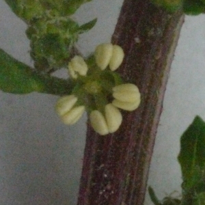Chenopodium ambrosioides L. (Chénopode fausse ambroisie)