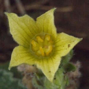 Ecballium agreste Rchb. (Concombre d'âne)