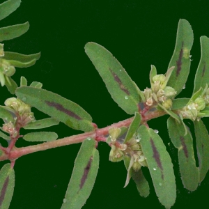 Photographie n°185939 du taxon Euphorbia maculata L.