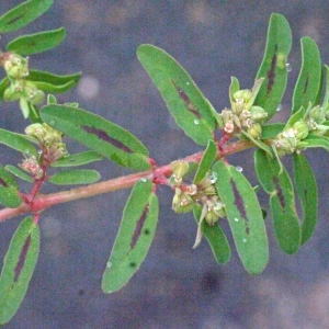 Photographie n°185940 du taxon Euphorbia maculata L.