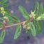  Liliane Roubaudi - Euphorbia maculata L. [1753]