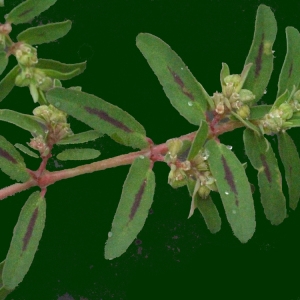 Photographie n°185941 du taxon Euphorbia maculata L.