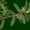  Liliane Roubaudi - Euphorbia maculata L.