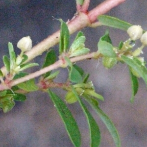 Photographie n°185942 du taxon Euphorbia maculata L.