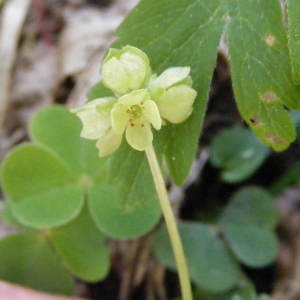 Photographie n°185957 du taxon Adoxa moschatellina L.