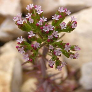 Centranthus calcitrapae (L.) Dufr. (Centranthe chausse-trape)