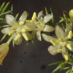 Asparagus acutifolius L. (Asperge à feuilles aiguës)