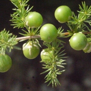 Photographie n°185975 du taxon Asparagus acutifolius L. [1753]