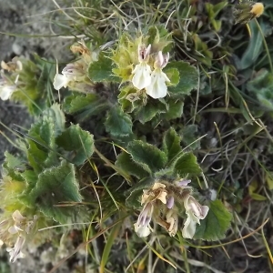  - Teucrium pyrenaicum subsp. pyrenaicum 