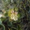  Florent Beck - Teucrium pyrenaicum subsp. pyrenaicum 