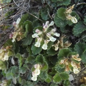 Photographie n°185996 du taxon Teucrium pyrenaicum subsp. pyrenaicum 