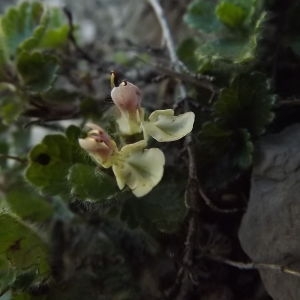 Photographie n°185997 du taxon Teucrium pyrenaicum subsp. pyrenaicum 
