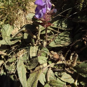 Photographie n°186015 du taxon Prunella hastifolia Brot. [1804]