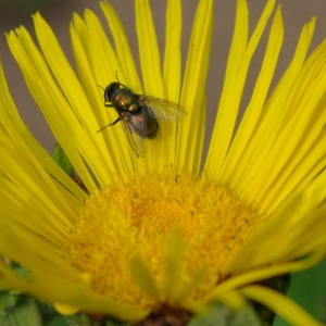  - Inula helenium L. [1753]