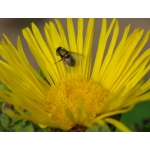 grande aunée (inula helenium) - copie.jpg