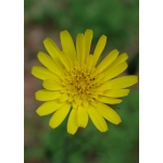 salsifis des près(tragopogon pratensis).jpg