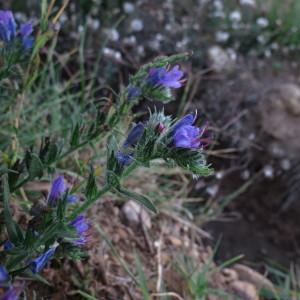 Photographie n°186108 du taxon Echium vulgare L. [1753]