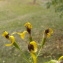  Thierry SÉnÉchal-chevallier - Senecio ovatus subsp. ovatus