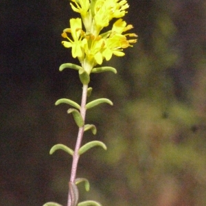 Photographie n°186275 du taxon Odontites luteus (L.) Clairv. [1811]