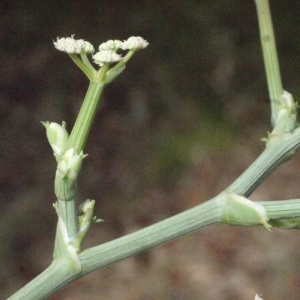 Photographie n°186289 du taxon Seseli tortuosum L. [1753]