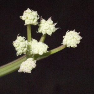 Photographie n°186290 du taxon Seseli tortuosum L. [1753]