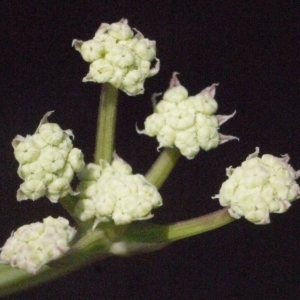 Photographie n°186291 du taxon Seseli tortuosum L. [1753]