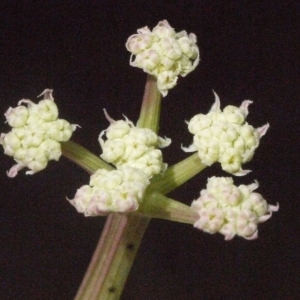 Photographie n°186292 du taxon Seseli tortuosum L. [1753]