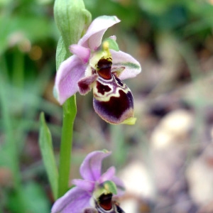 Photographie n°186295 du taxon Ophrys scolopax subsp. scolopax