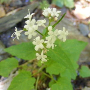 Photographie n°186313 du taxon Valeriana montana L. [1753]