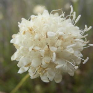 Photographie n°186320 du taxon Cephalaria leucantha (L.) Schrad. ex Roem. & Schult. [1818]