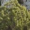  Liliane Roubaudi - Juniperus phoenicea L. [1753]