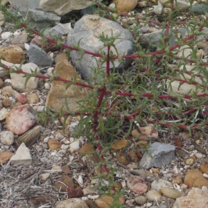 Photographie n°186338 du taxon Salsola soda L. [1753]