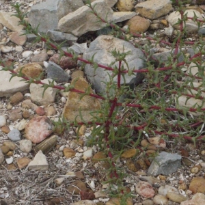 Photographie n°186339 du taxon Salsola soda L. [1753]